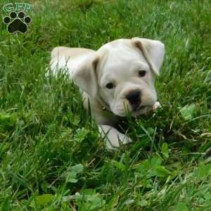 Lilly, Miniature Bulldog Puppy